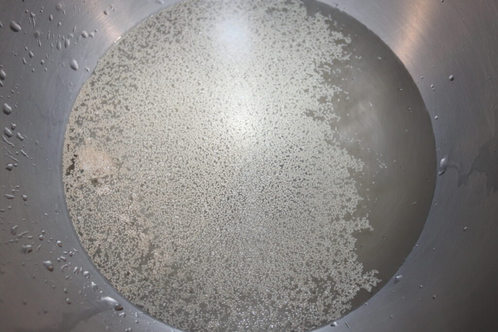 Gros plan de petits granules blancs, ressemblant à de délicats morceaux de tofu, flottant dans l'eau dans un récipient métallique.